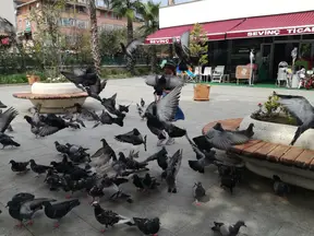 Av. Behçet Alkan Lokum profil fotoğrafı 7 - Akçakoca, Düzce