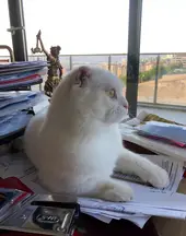 Başkent Hukuk Ve Danışmanlık Bürosu hukuk bürosu fotoğrafı 89 - Yıldırım, Bursa