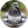 Dng 32