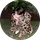 Zumra Sidelya