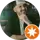 Semihgr