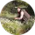 Çiğdem Paksoy