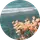 Özenç Tümer