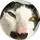 Drogbaba