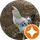 Serdar 6666